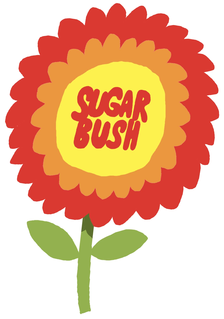 Sugar Bush flower illustration